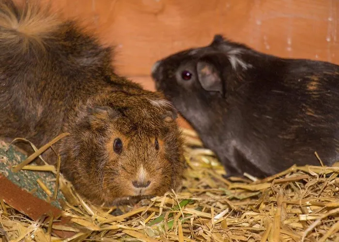 Apartament Aparthaus Alpenzauber Neustift im Stubaital