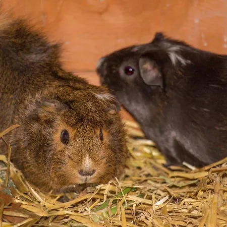 Daire Aparthaus Alpenzauber Rehoboth Beach