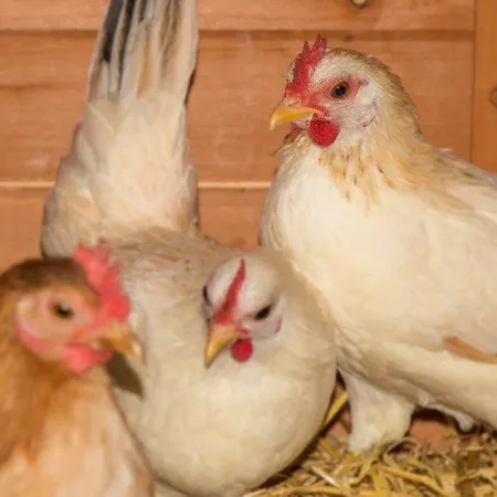 Daire Aparthaus Alpenzauber Rehoboth Beach